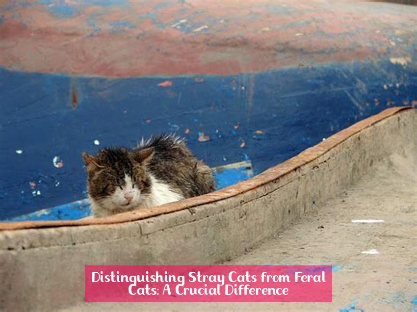 Distinguishing Stray Cats from Feral Cats: A Crucial Difference