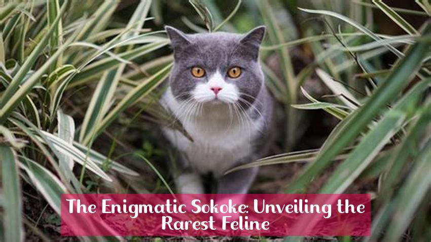The Enigmatic Sokoke: Unveiling the Rarest Feline